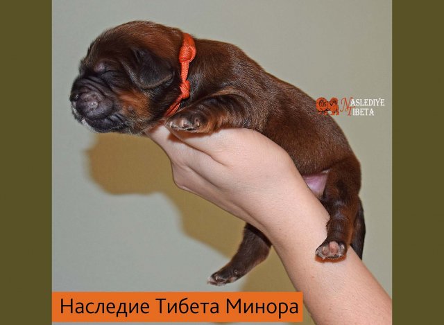 Щенки от пары Ерик х Конфета